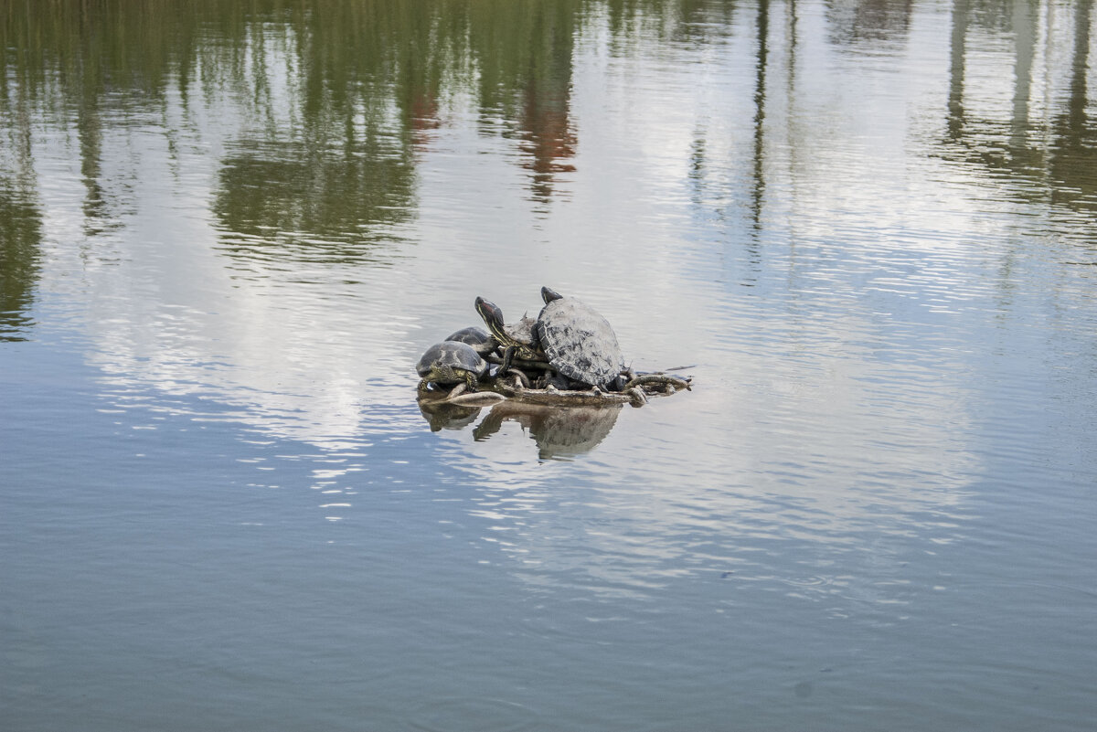 Разнузданные черепахи - Коля Лукашов Разнузданные черепахи - Коля Лукашов