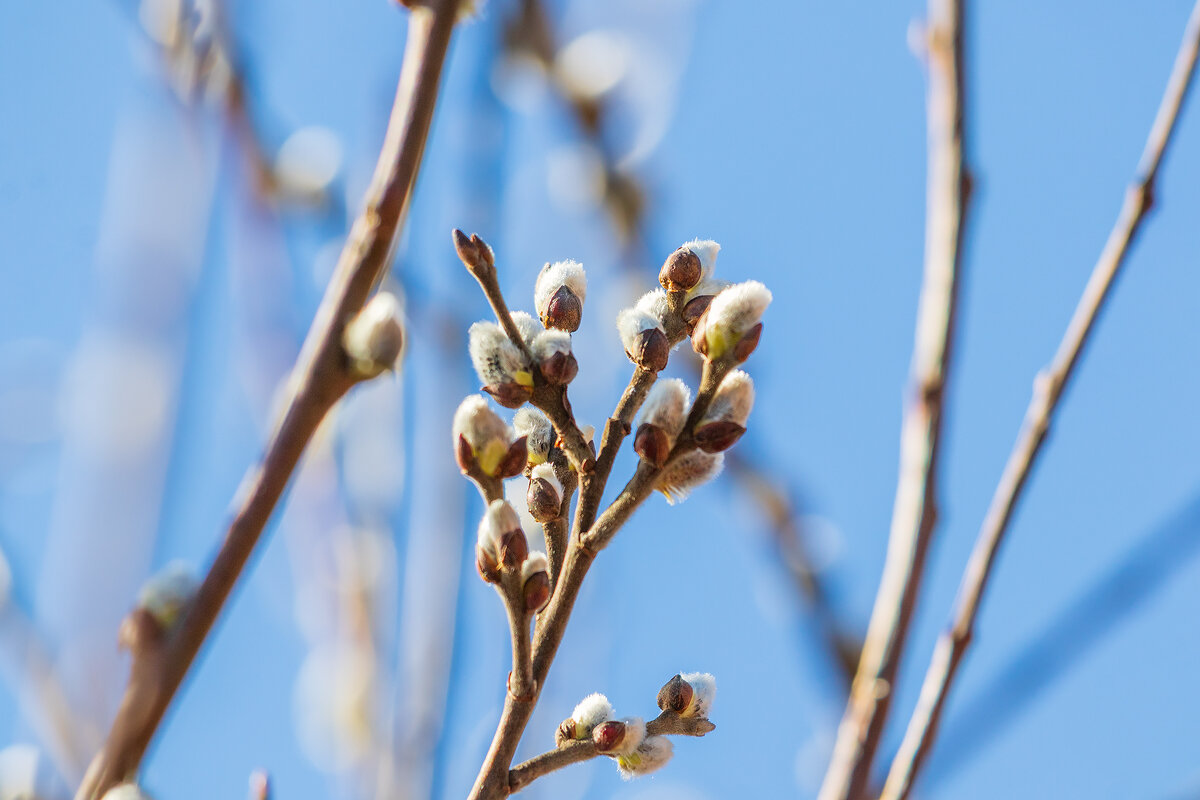 Весну ни кто не отменял. - Анатолий. Chesnavik. Весну ни кто не отменял. - Анатолий. Chesnavik.