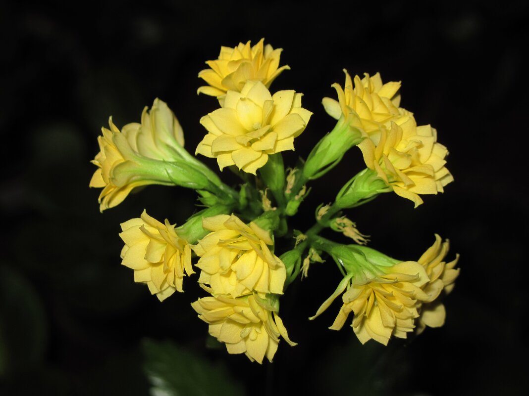 Каланхое. - Ирина ***