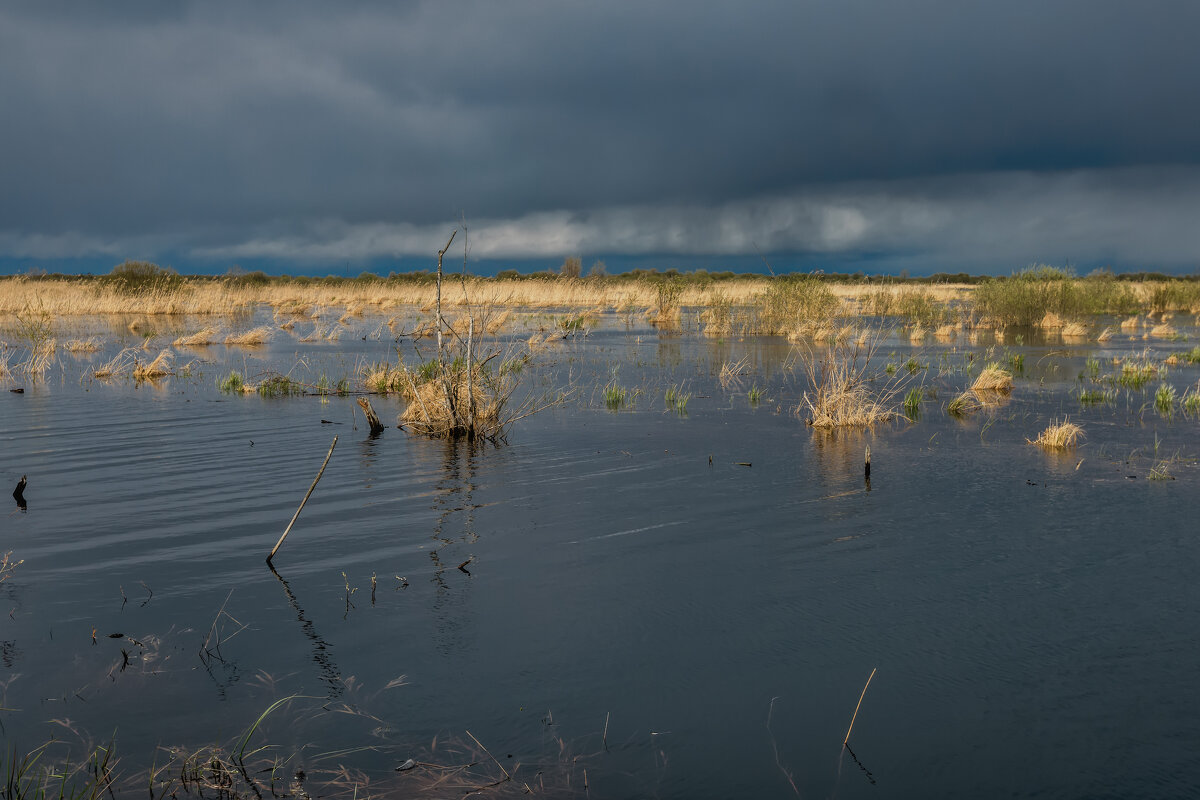 Болото - Владимир Колесников