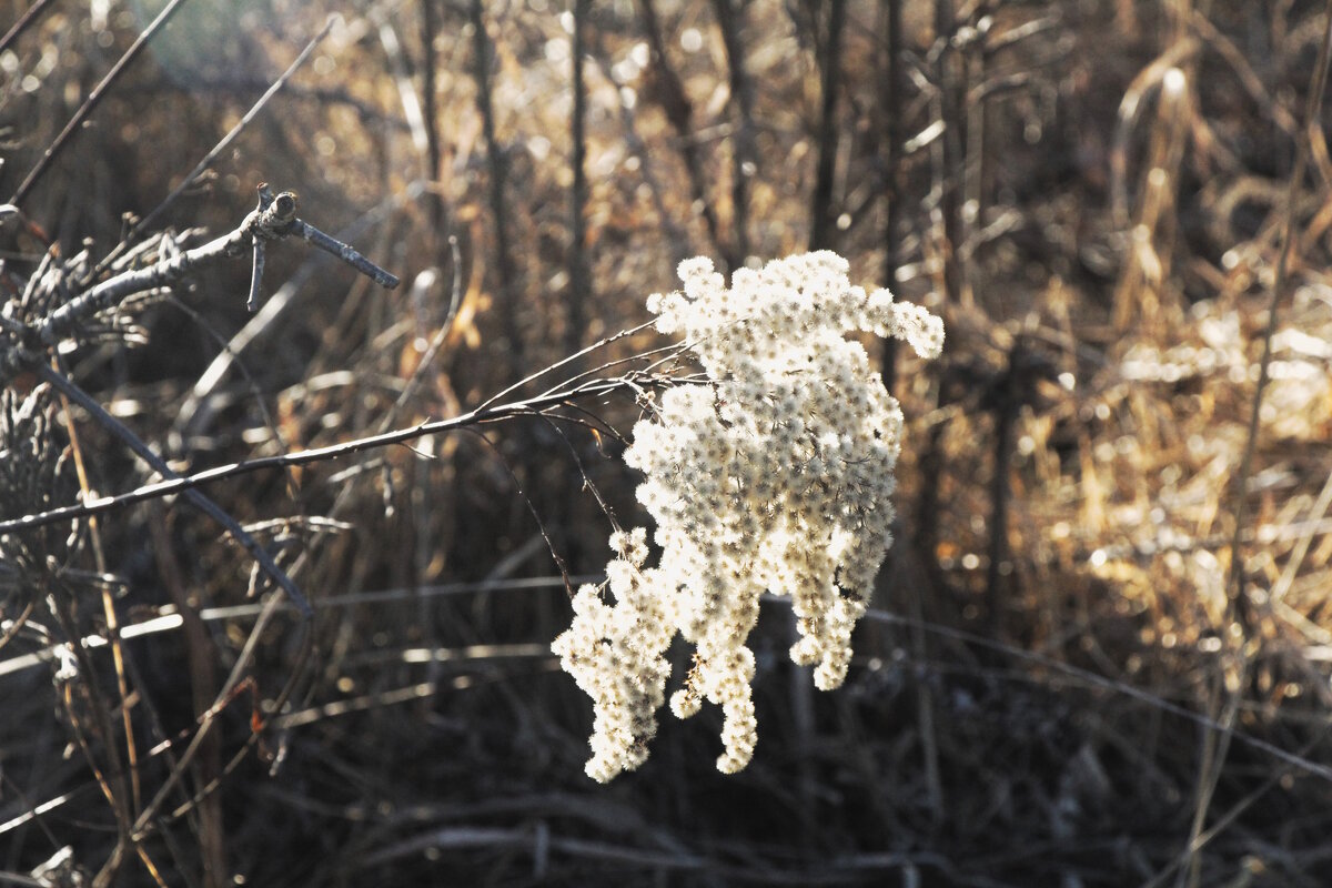 Жемчуг созрел. - Вячеслав. Синицын