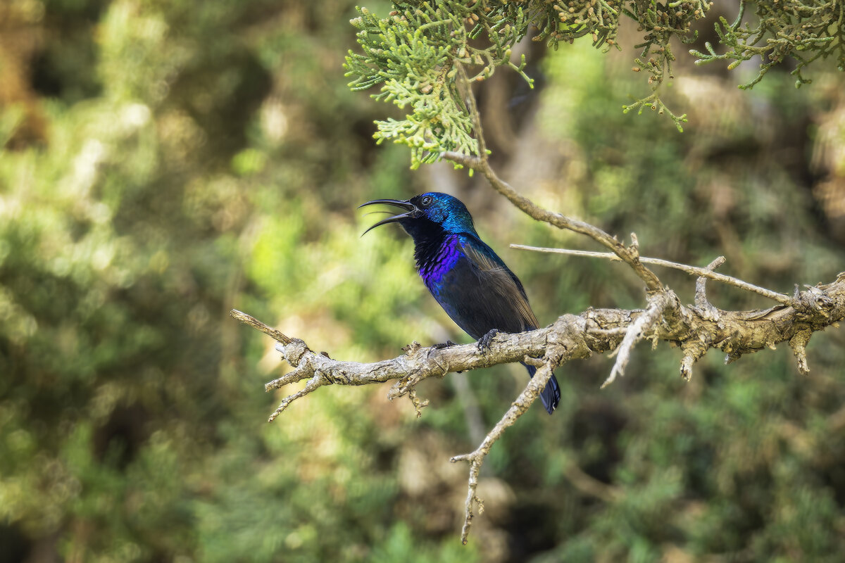 Палестинская нектарница. - Alexander Amromin Палестинская нектарница. - Alexander Amromin