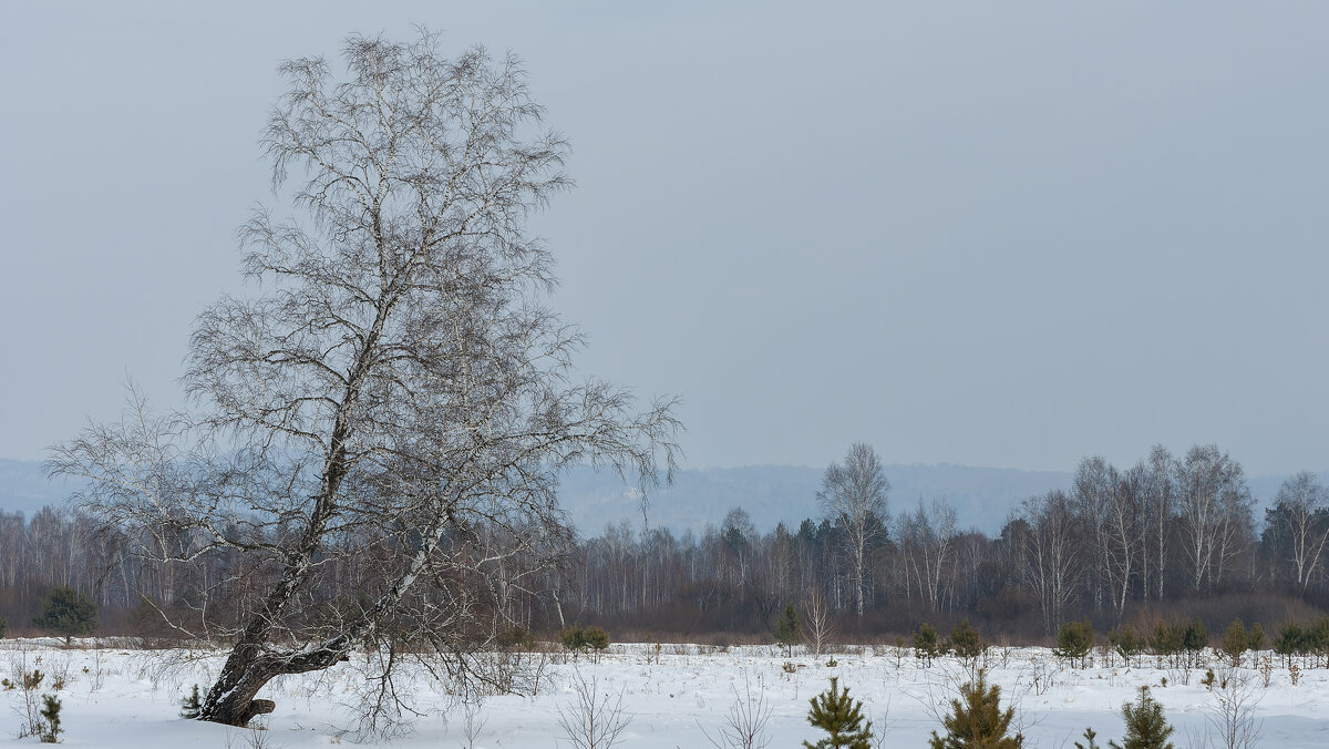 Мартовский погожий денек.. - Вадим Басов Мартовский погожий денек.. - Вадим Басов