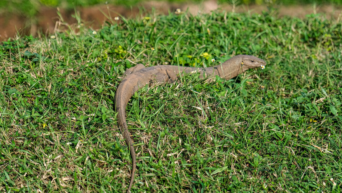 Варан - Dmitry i Mary S