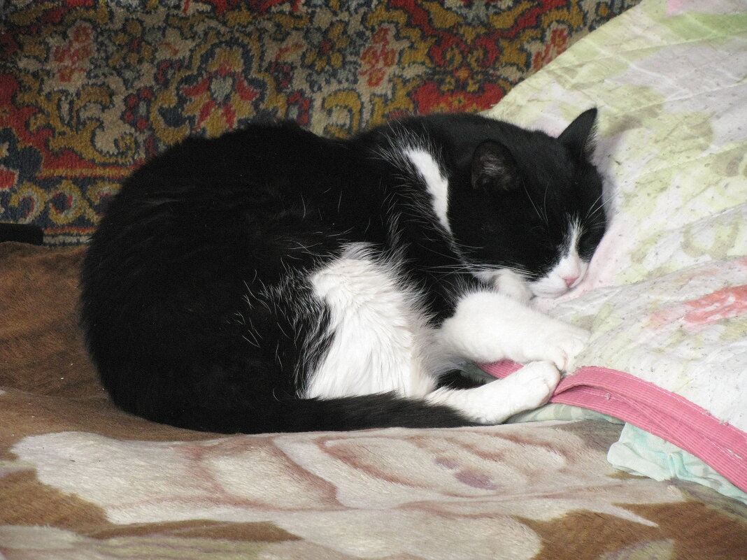 Нагулялся и уснул - Людмила Смородинская