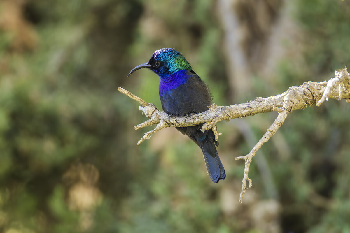 Палестинская нектарница. - Alexander Amromin
