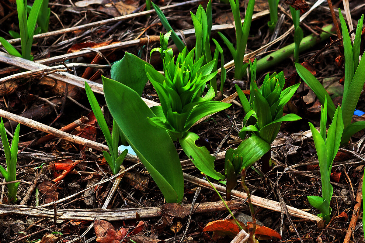 Тюльпаны - Юрий Гайворонскiий