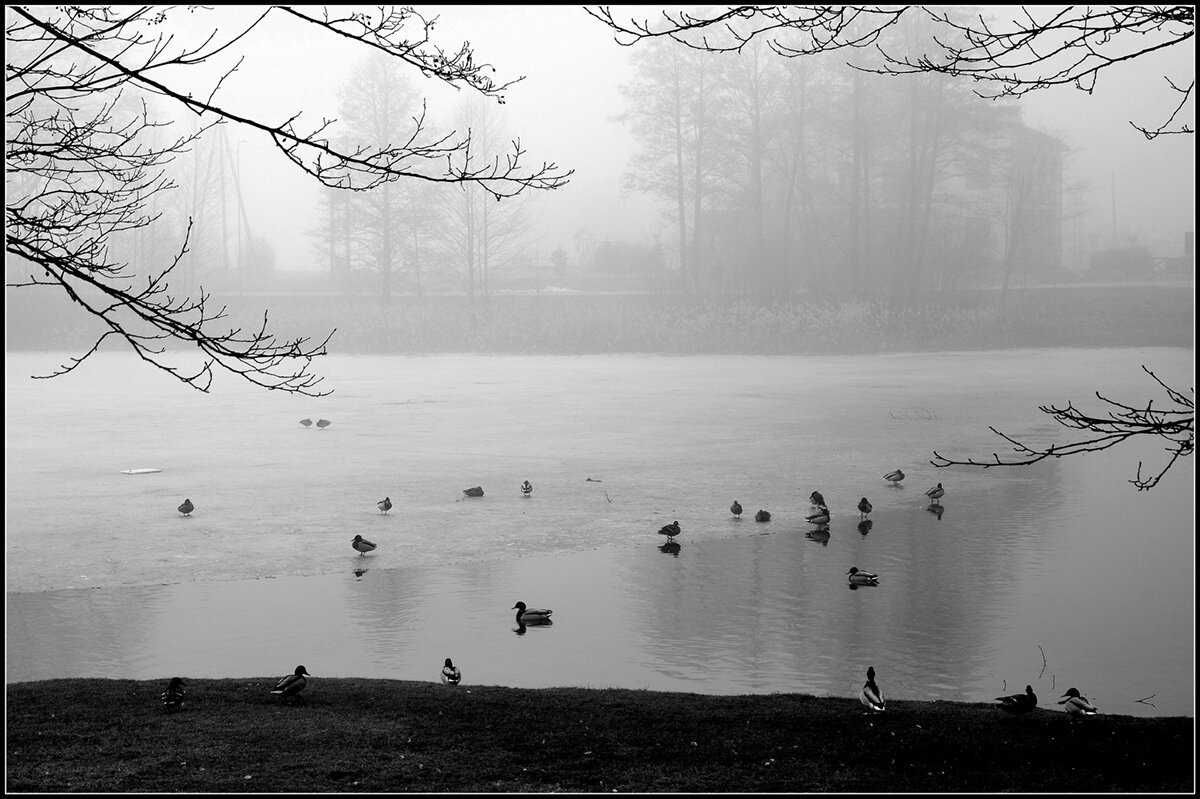 Утро туманное... - Aleksandr Gal Утро туманное... - Aleksandr Gal