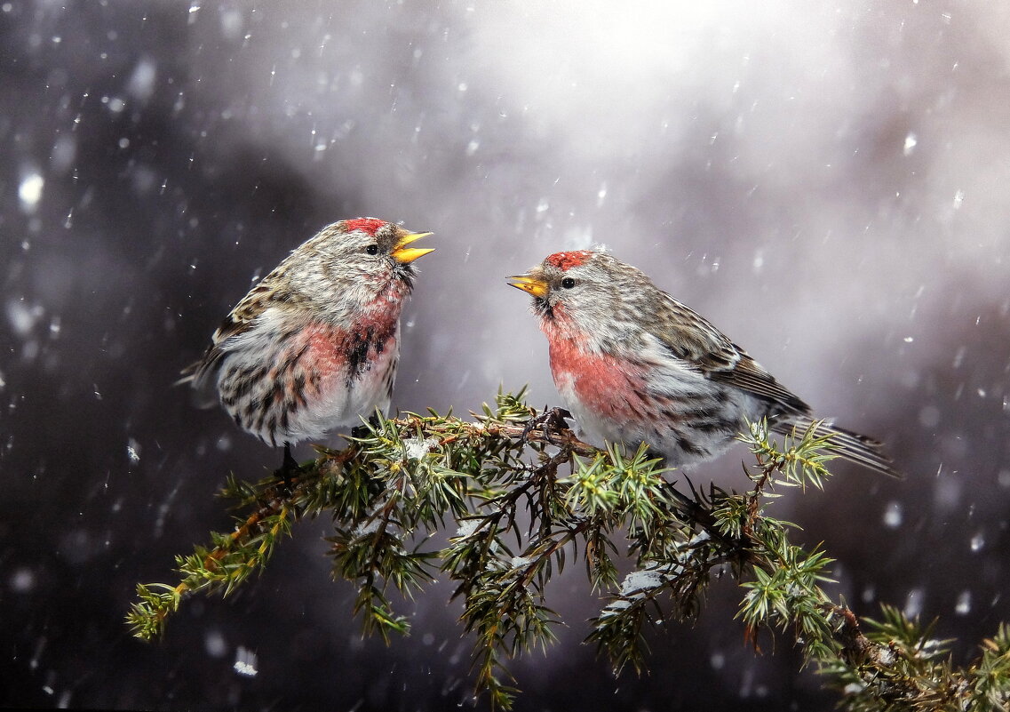 В мечтах о лете. Фестиваль "Первозданная Россия", фотограф Олег Махматкулов. - Люба 