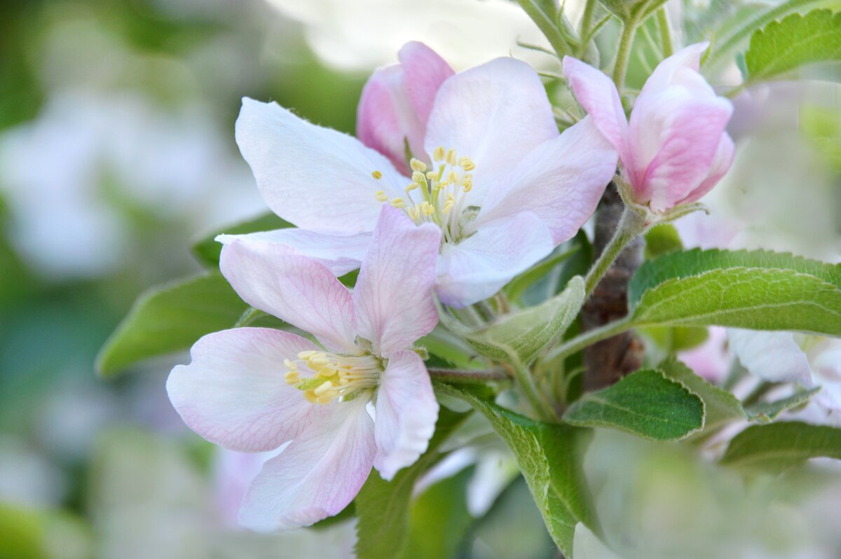 Яблоня - весны рождение... - Надежда Куркина Яблоня - весны рождение... - Надежда Куркина