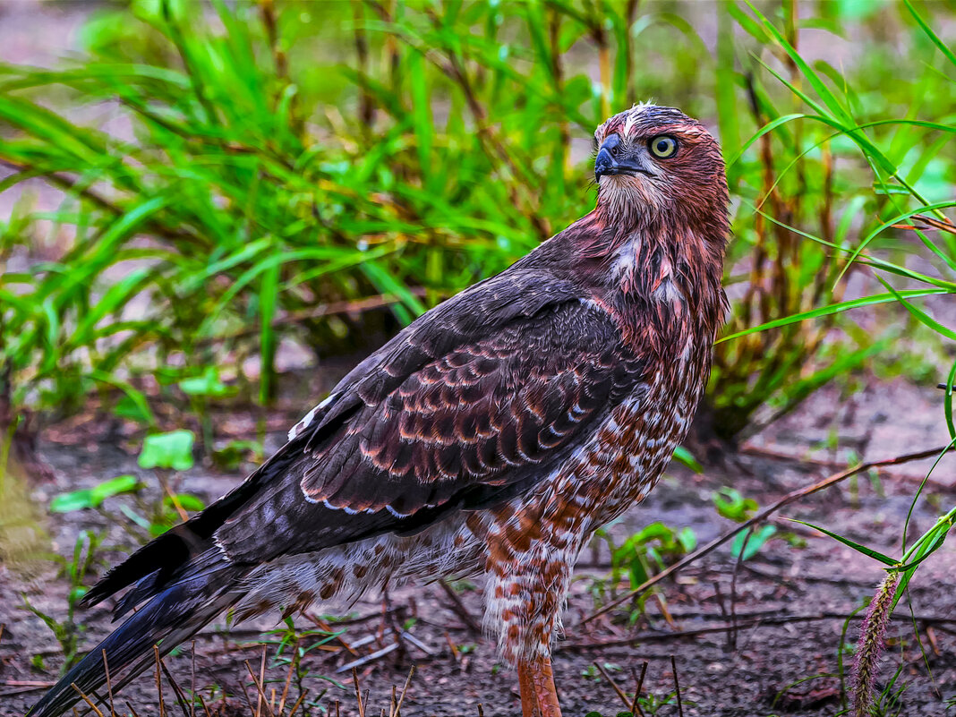 Ястреб-тетеревятник - Aleksey Afonin