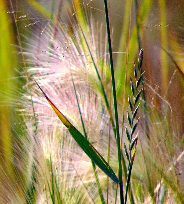 Колосок. - nadyasilyuk Вознюк Колосок. - nadyasilyuk Вознюк