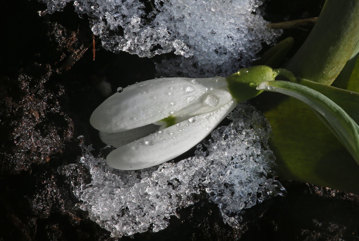 18 марта - Михаил Бибичков 18 марта - Михаил Бибичков
