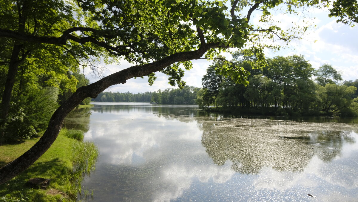 Царское село, вид на Большой пруд - Олег Зоркий Царское село, вид на Большой пруд - Олег Зоркий