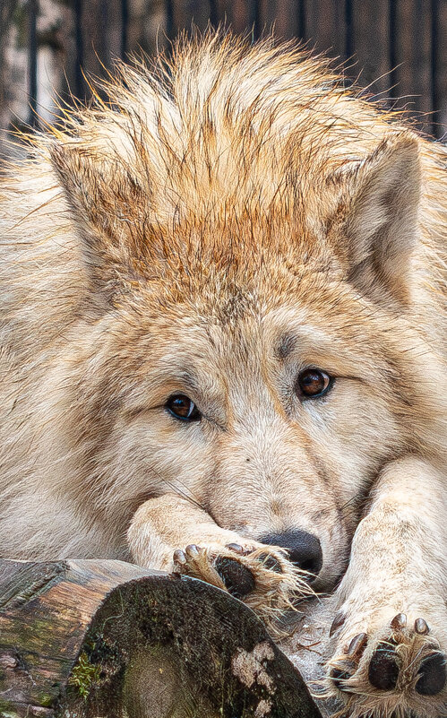 Полярный волк - Михаил Измайлов