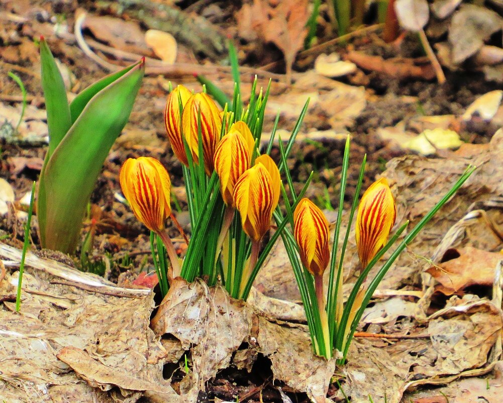 Тянутся к Солнцу - Андрей Снегерёв