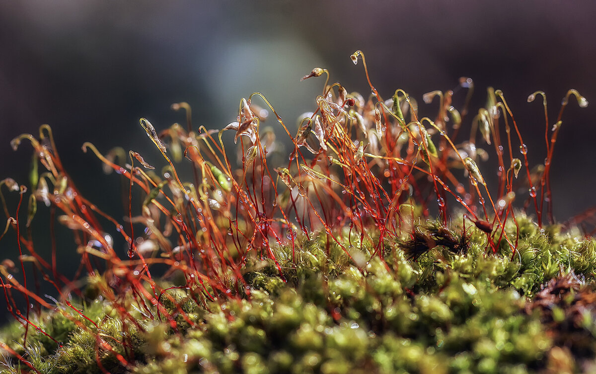В тропическом лесу - Андроник Александр 
