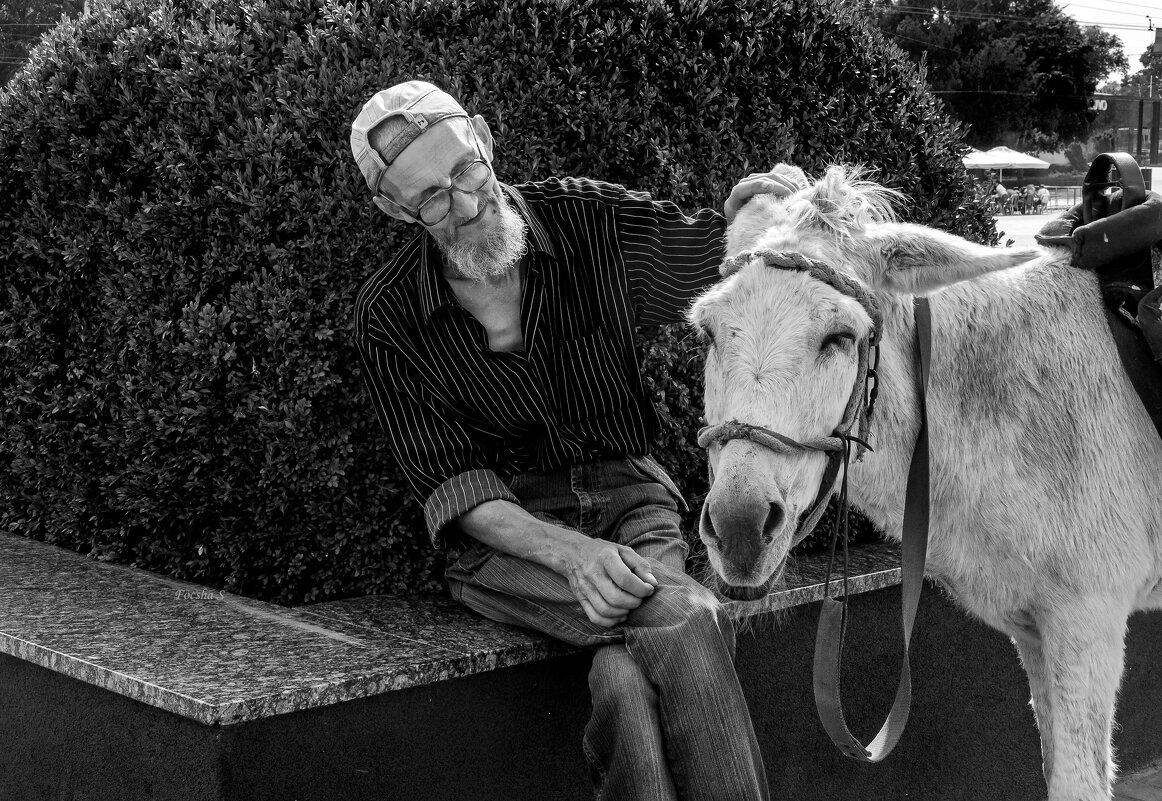 Друзья - товарищи. - Светлана Фокша