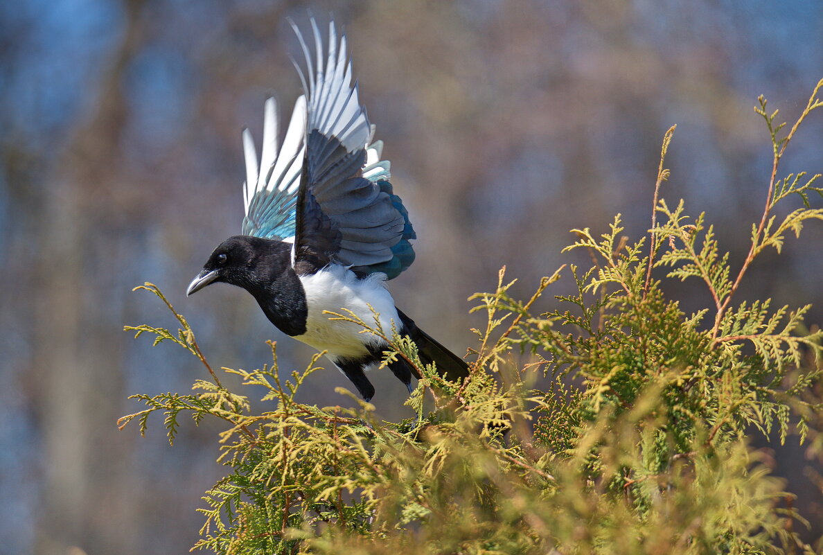 Нас засекли.... - Sergey (Apg) Нас засекли.... - Sergey (Apg)