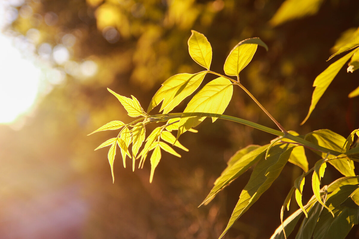 *** - Евгения Каравашкина