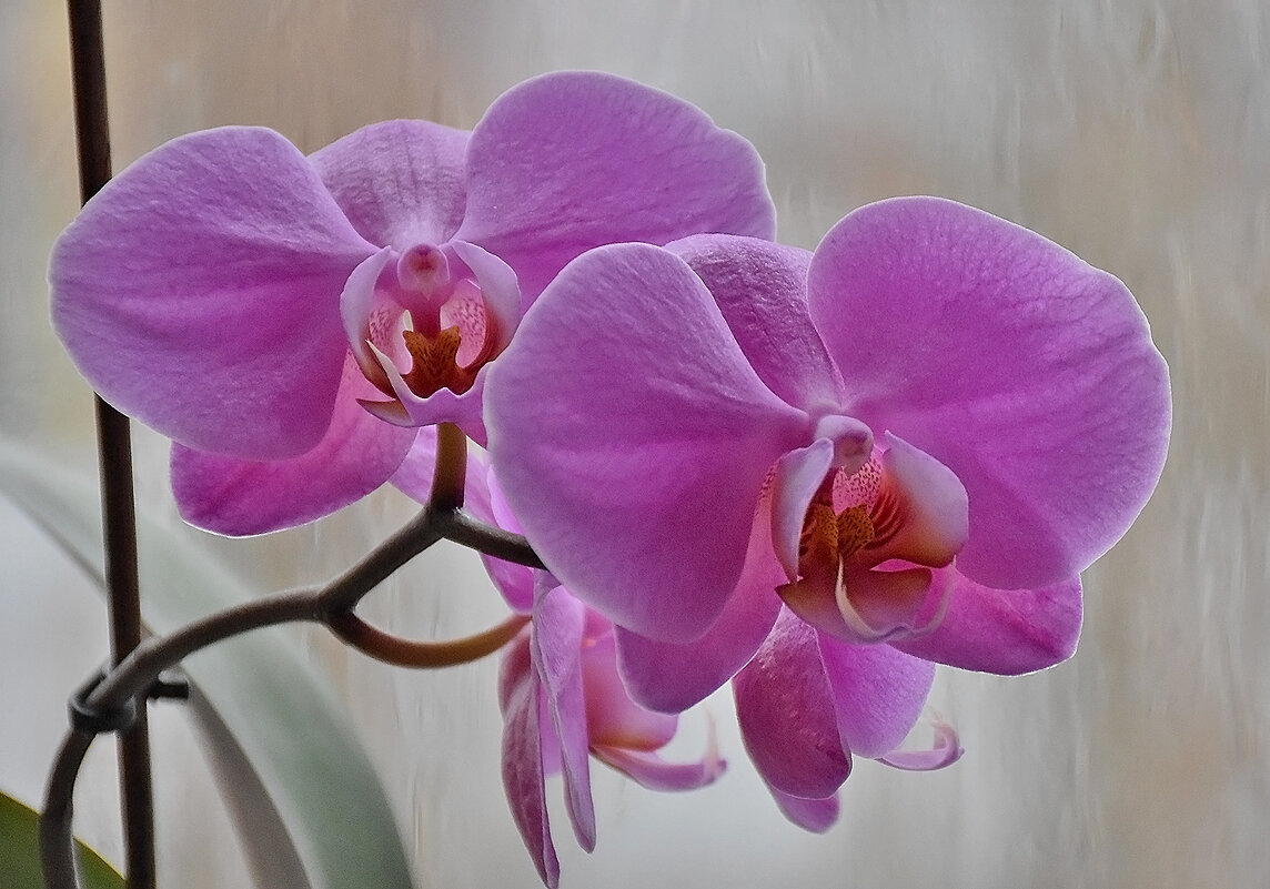 Любимые орхидеи! - Валентина Нефёдова Любимые орхидеи! - Валентина Нефёдова