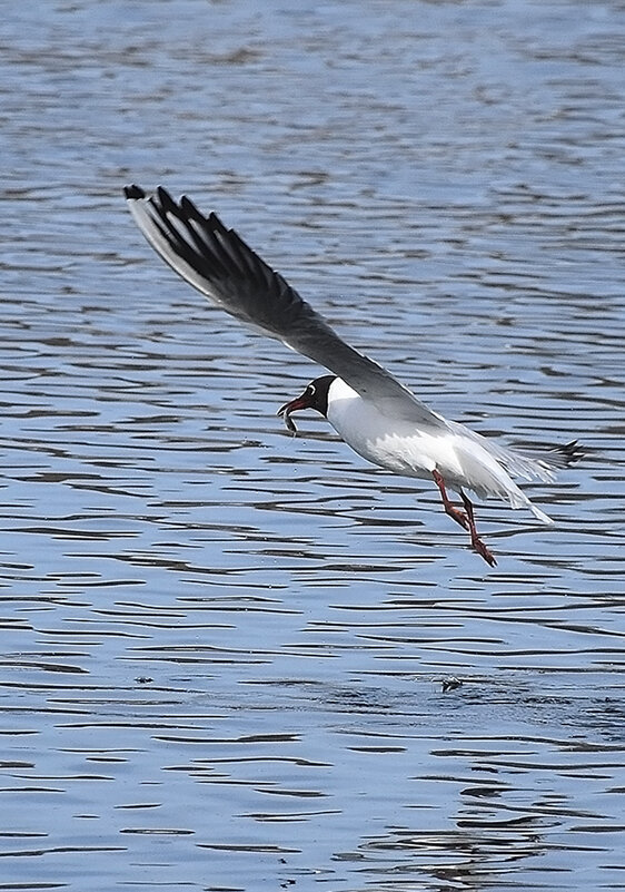Чайка с добычей! - Валентина  Нефёдова 