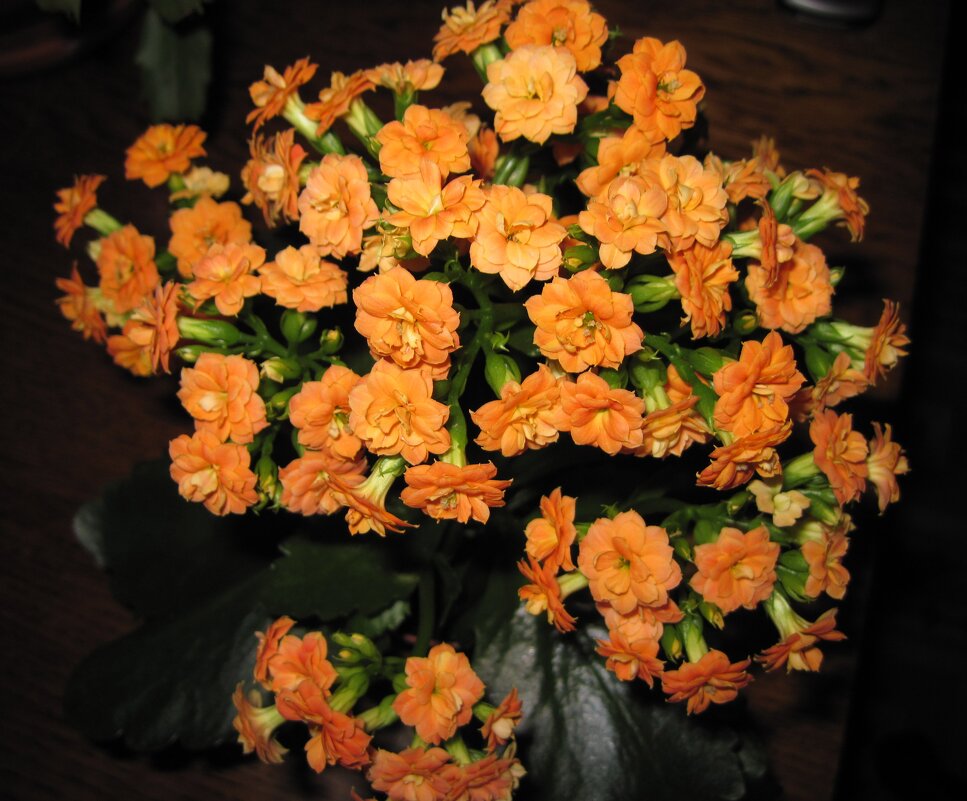 Каланхое. - Ирина *** Каланхое. - Ирина ***