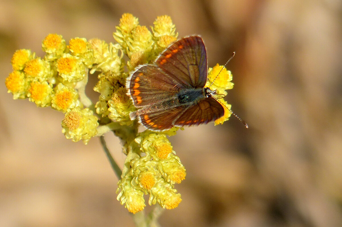 опять про бабочек 480 - Александр Прокудин опять про бабочек 480 - Александр Прокудин