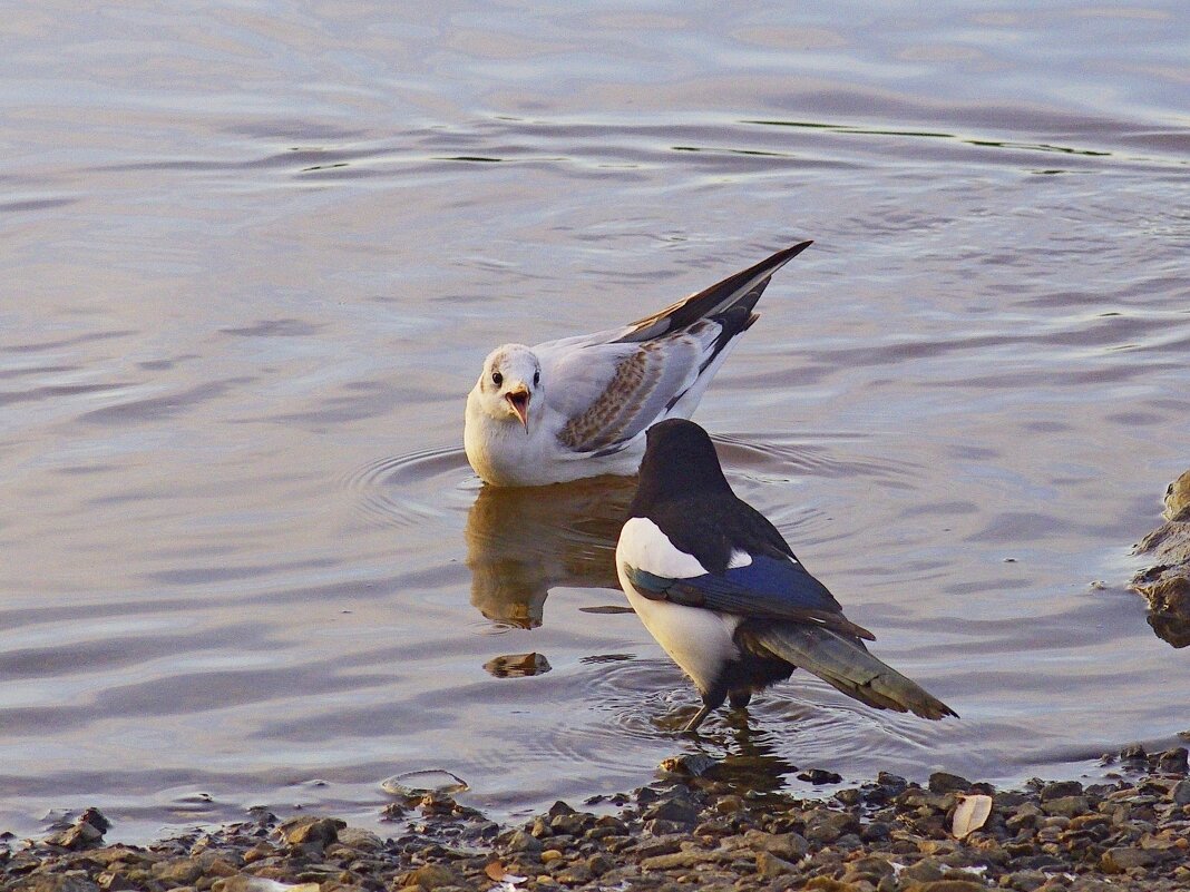 Разговор - Сергей Швечков Разговор - Сергей Швечков