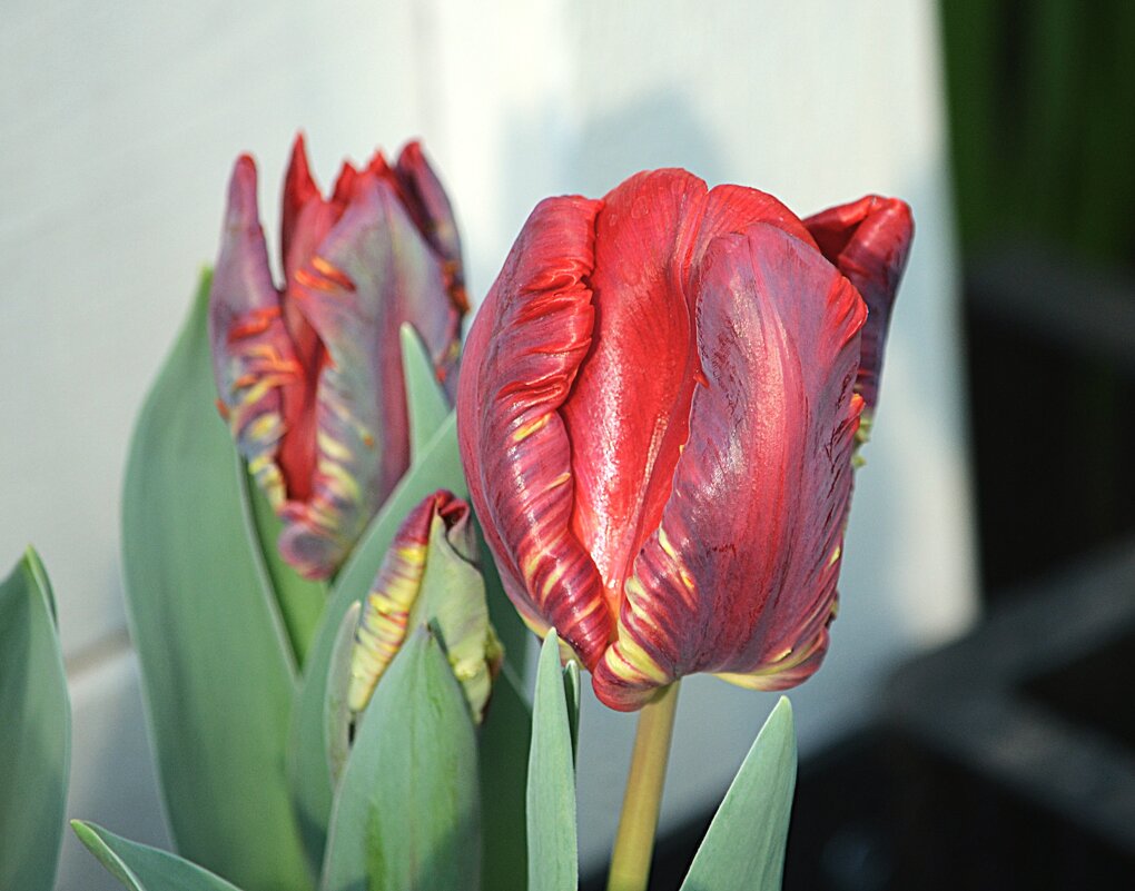 Репетиция весны - Татьяна Тюменка Репетиция весны - Татьяна Тюменка