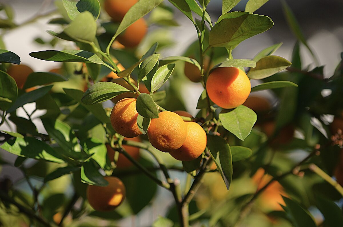 Репетиция весны - Татьяна Тюменка Репетиция весны - Татьяна Тюменка