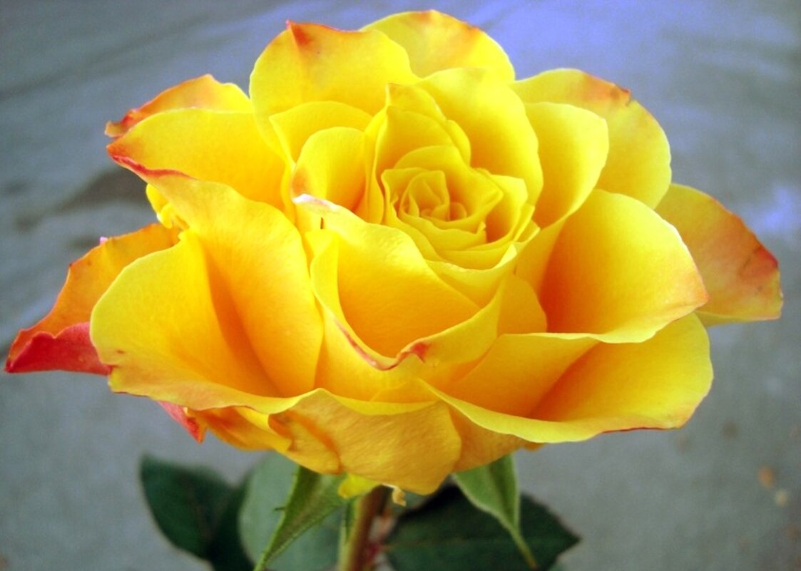 роза - марта Камушкина