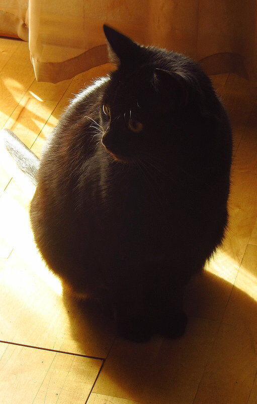 Моя Багира - Андрей Лукьянов Моя Багира - Андрей Лукьянов