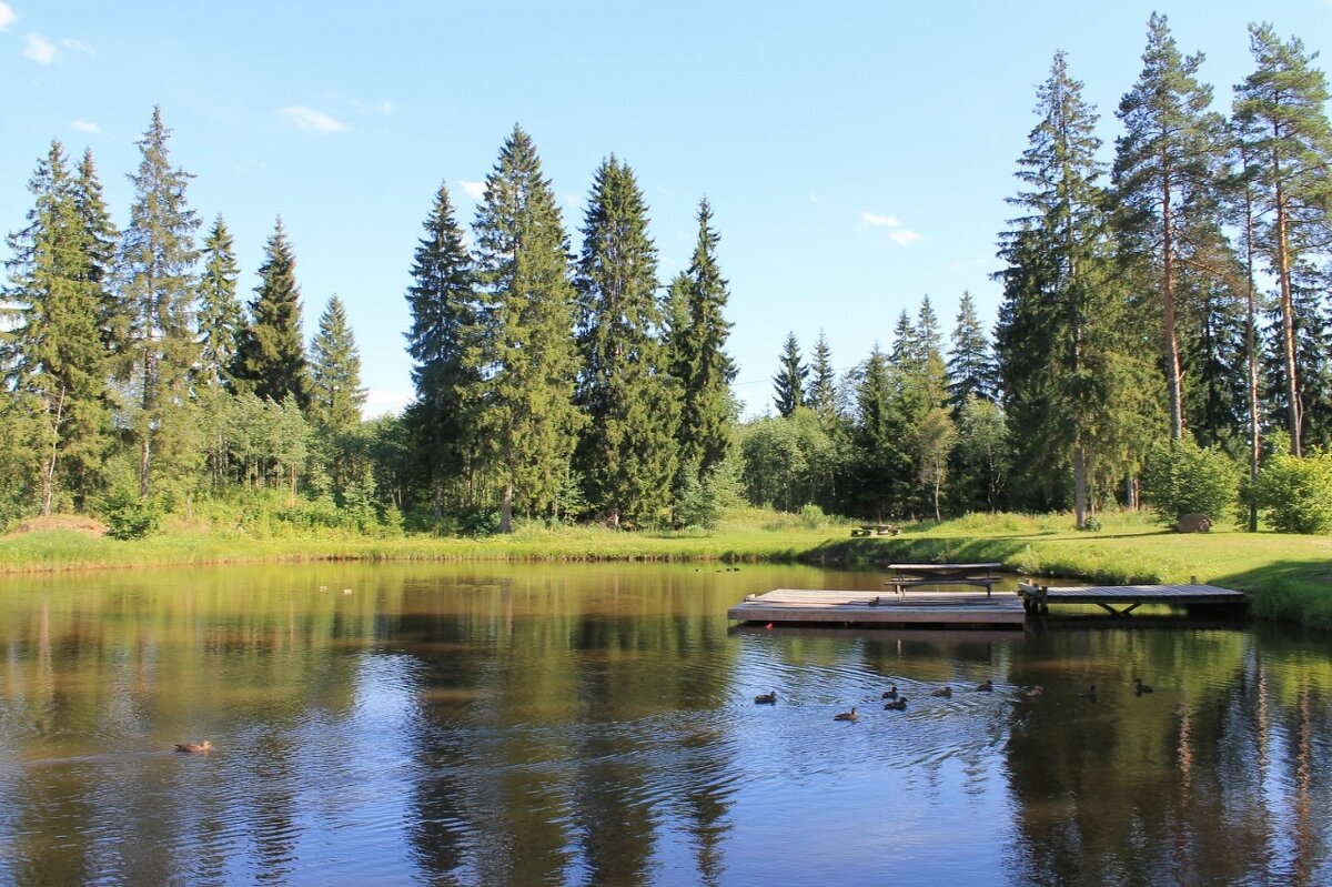 лес - марта Камушкина