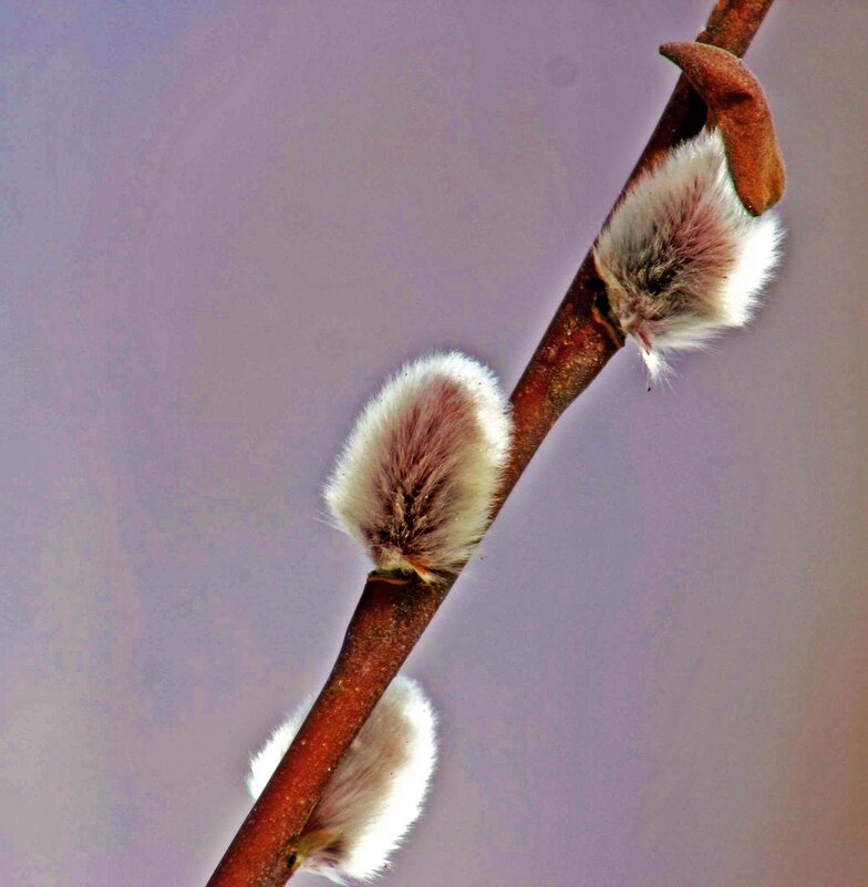 Апрель.....Вербочка! - Владимир Апрель.....Вербочка! - Владимир