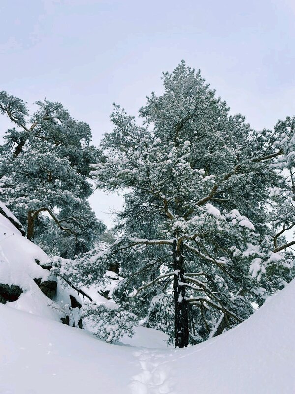 В снегах - Георгиевич В снегах - Георгиевич