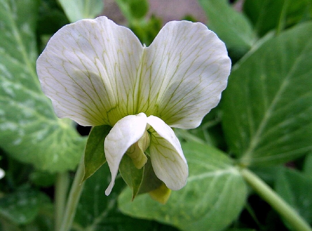 Цветок гороха. - nadyasilyuk Вознюк