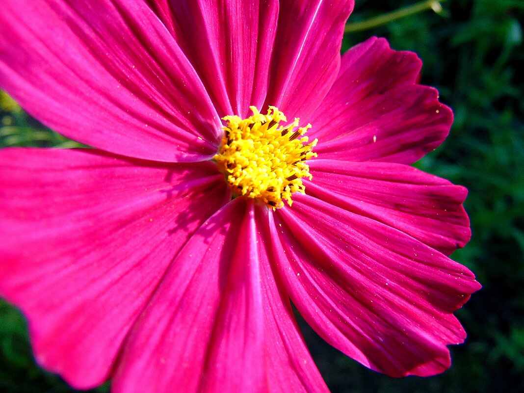 Космейка. - nadyasilyuk Вознюк Космейка. - nadyasilyuk Вознюк