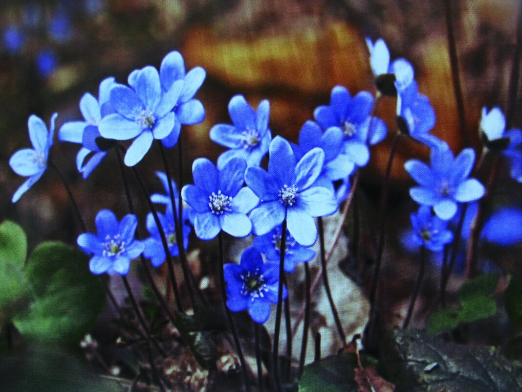 Красота в саду - Людмила Смородинская Красота в саду - Людмила Смородинская