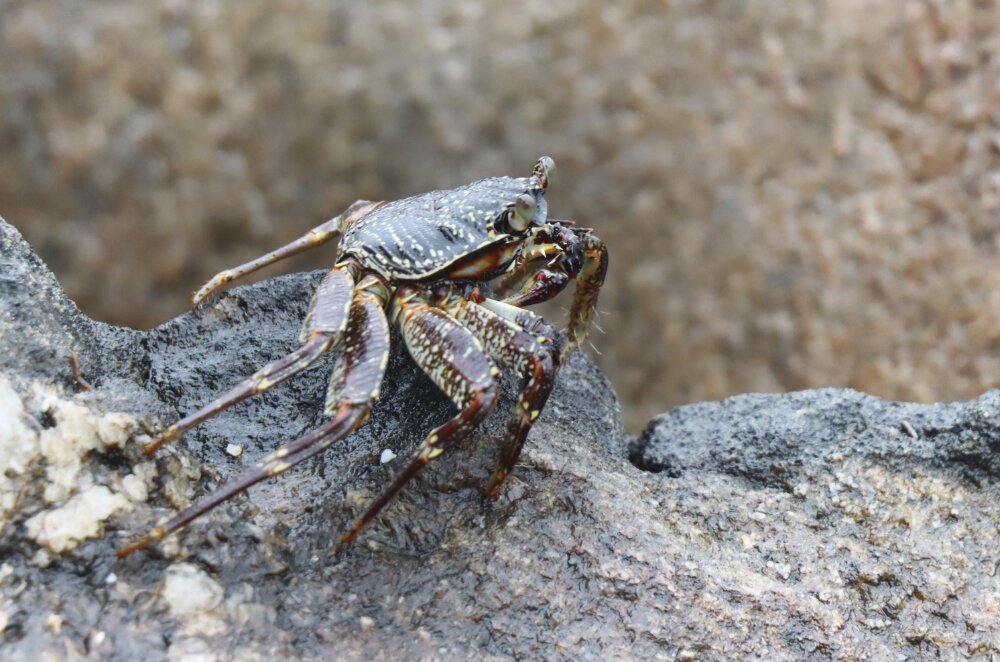 Крабик - Галина Ильясова
