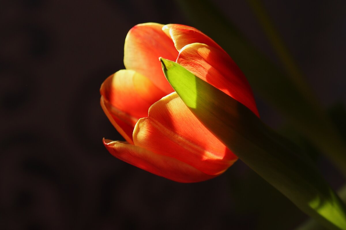 Доброе утро - Юрий. Шмаков