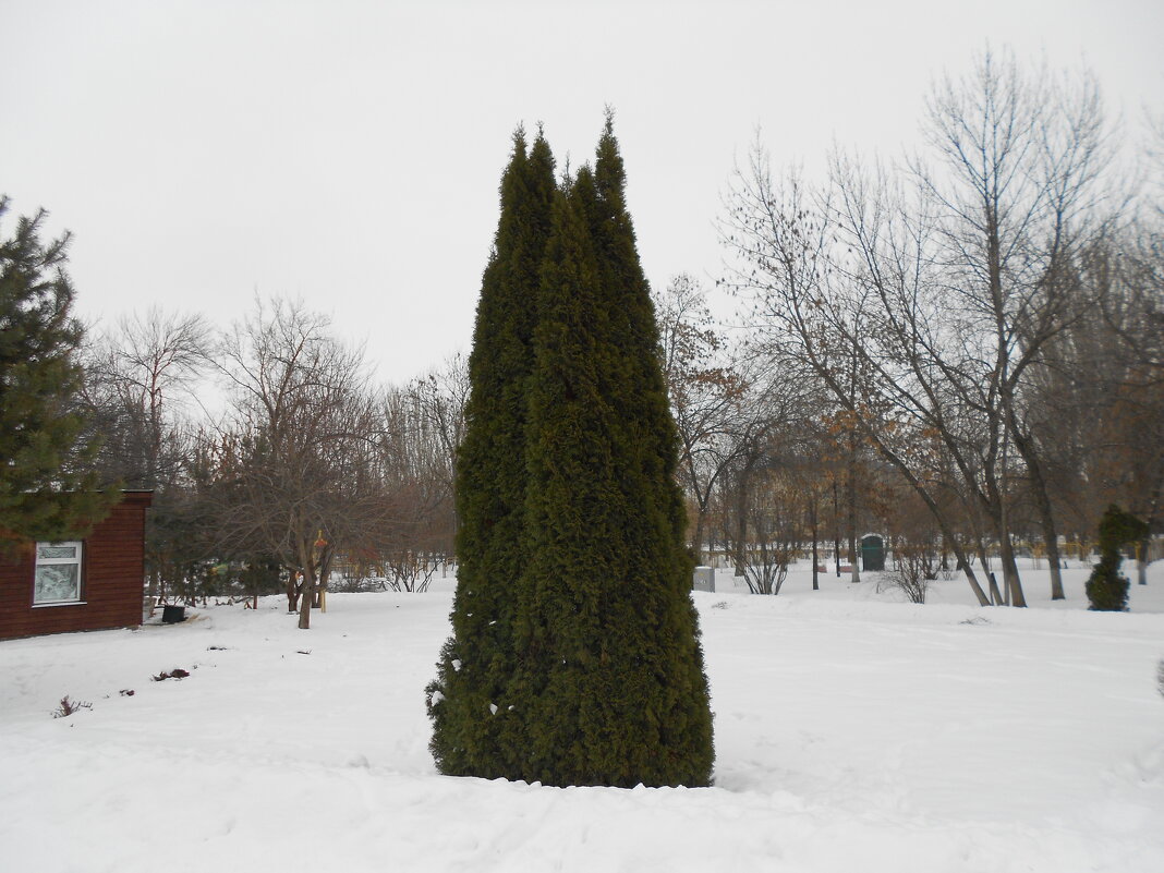 первые дни марта - Елена Шаламова