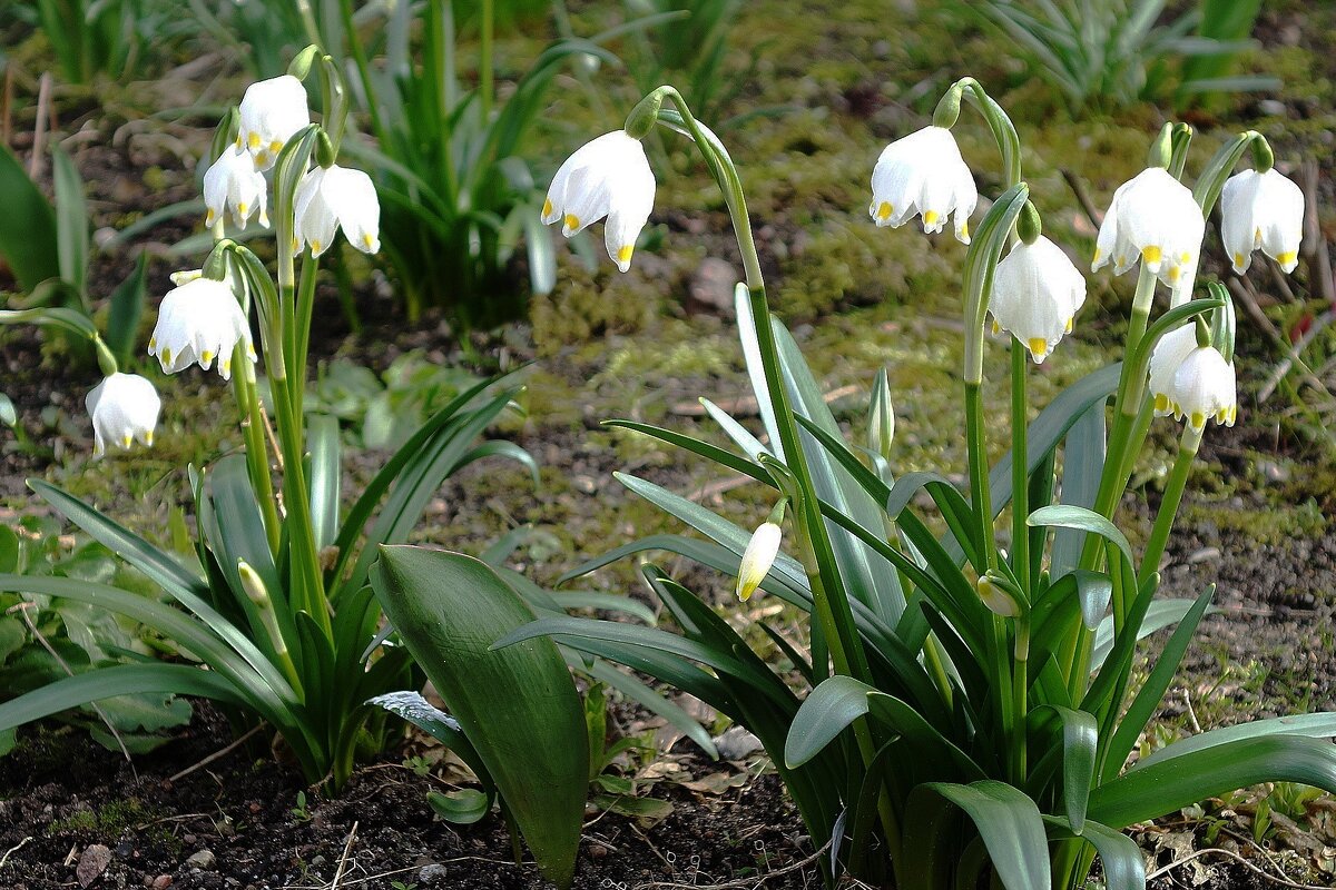 Подснежники - Рита Симонова