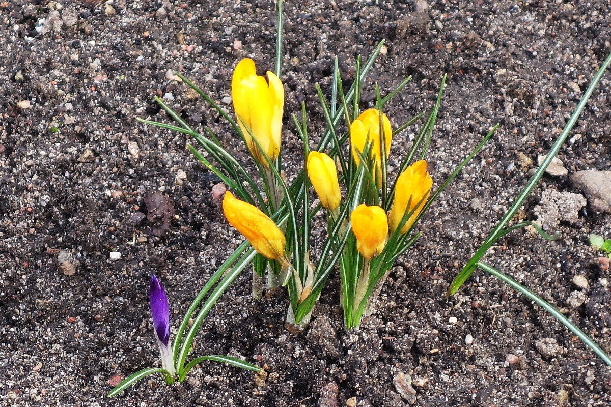 Крокус (шафран) - Рита Симонова