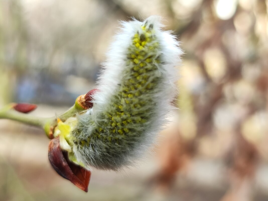 ,,, - Сергей Тимоновский