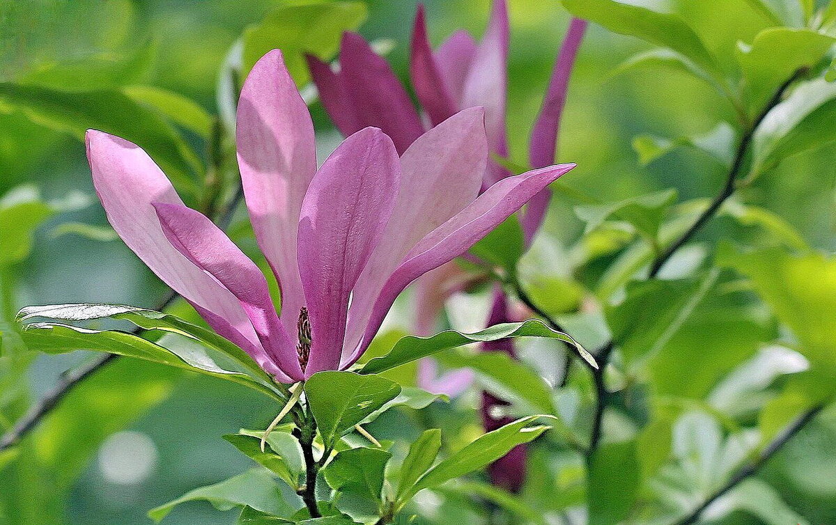 Магнолии прекрасные цветы - ZNatasha -