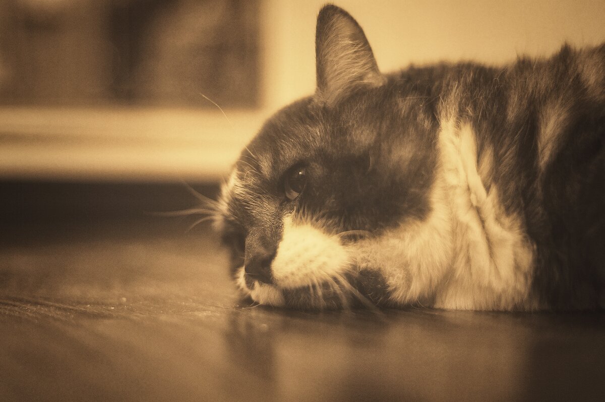 " скучает и ждет хозяйку " - Руслан 