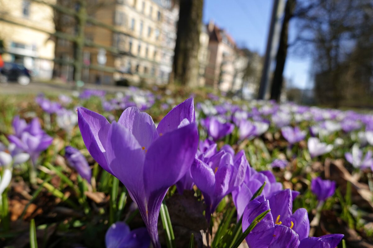 Цветёт земля..... - Галина 