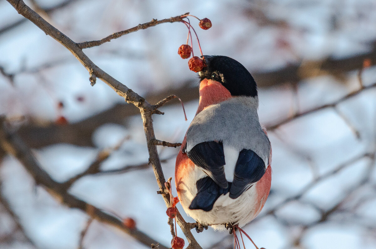 Вкусные замороженые яблочки. - Виктор Иванович Чернюк Вкусные замороженые яблочки. - Виктор Иванович Чернюк