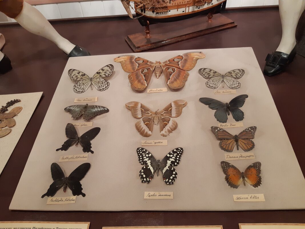 В музее Мирового океана - Галина Минчук